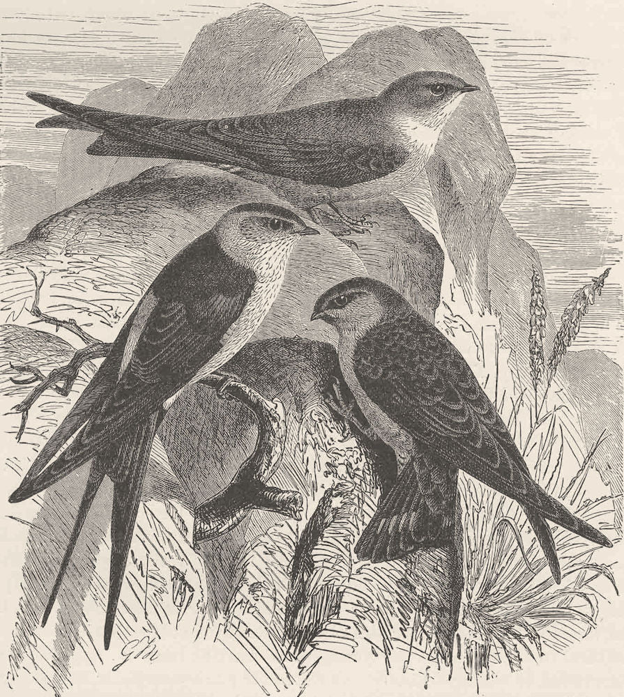 PERCHING BIRDS. Red-rumped swallow & crag-martin 1894 old antique print